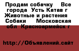 Продам собачку  - Все города, Усть-Катав г. Животные и растения » Собаки   . Московская обл.,Красноармейск г.